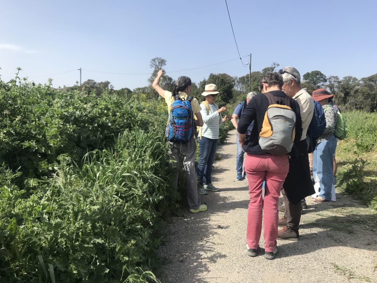 Sortie "botanique et plantes sauvages comestibles" animée par Éric Escoffier à Sainte-Marthe, Marseille, 2025