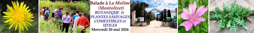 Inscription à la balade botanique du 20 mai après-midi à Marseille